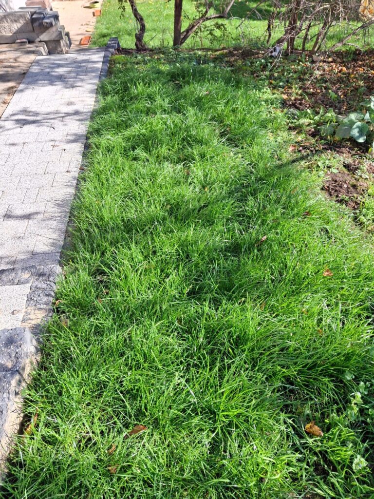 Florogarden-na-podlozu-gliniastym-768x1024 Innowacja z Polski: mata nasienna zamiast tradycyjnego trawnika