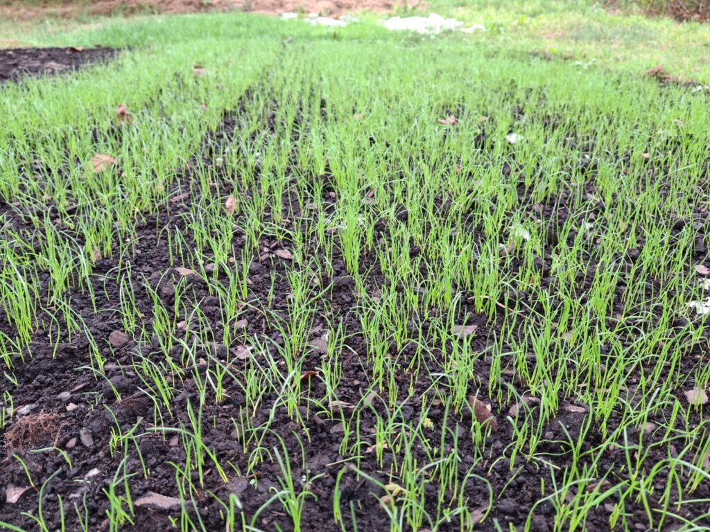 Florogarden1-1024x768 Innowacja z Polski: mata nasienna zamiast tradycyjnego trawnika